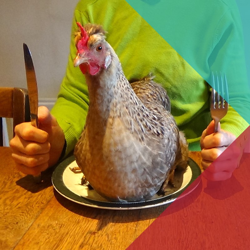 A photo of a live chicken sat on a dinner plate with a person sat behind holding a knife and fork
